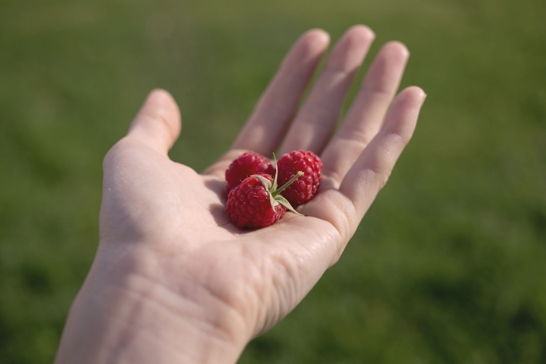 Raspberries